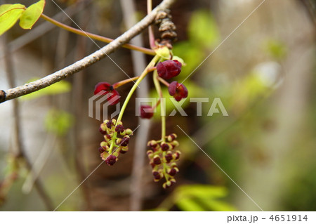 ミツバアケビ 4651914