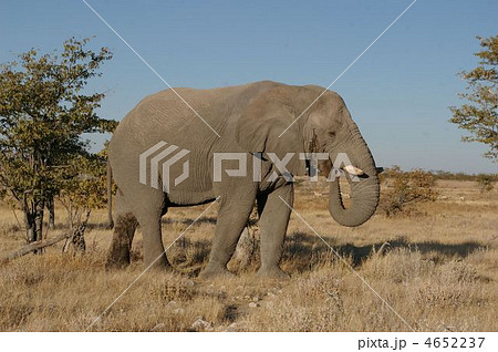 野生のアフリカゾウ 野生のアフリカゾウ 4652237