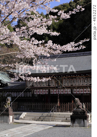 春の熊野若王子神社 春の熊野若王子神社 4652272