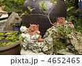 シーサー０１ 4652465