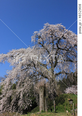 石塚の桜 4652908