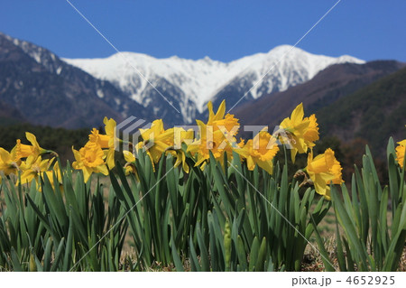 駒ケ根の春 4652925