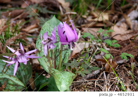 雑木林のカタクリの花 カタクリの花 カタクリ 雑木林のカタクリの花 カタクリの花 カタクリ 4652931