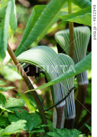 武蔵鐙（むさしあぶみ）どちらかと言うと握り拳? 4652948