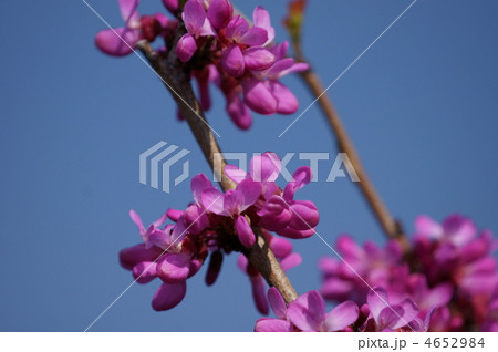 花蘇芳ハナズオウ　花のお団子の出来上がり。 4652984