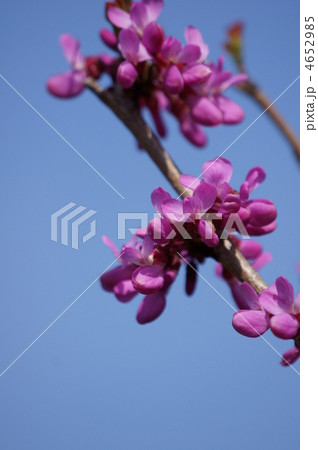 花蘇芳ハナズオウ　花のお団子の出来上がり。 4652985