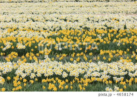 駒ケ根の水仙畑 駒ケ根の水仙畑 4658174