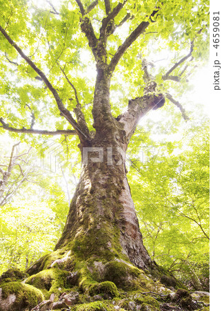 トチノキ巨木　巨樹新緑　自然環境イメージ　イメージ素材 4659081