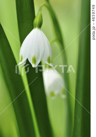 スノーフレーク スノーフレーク 4659749