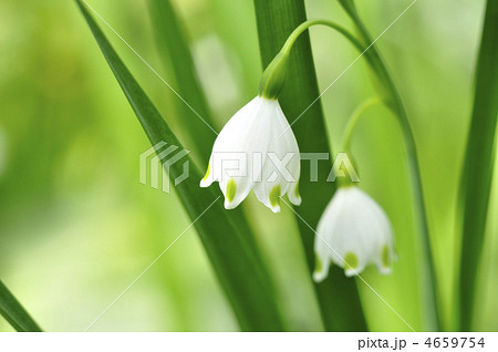 スノーフレーク 4659754