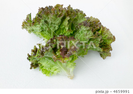 サニーレタス02 4659991