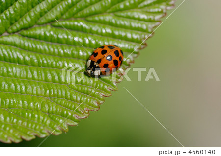 ナミテントウ ナミテントウ 4660140