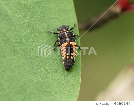 ナミテントウ幼虫 ナミテントウ幼虫 4660144