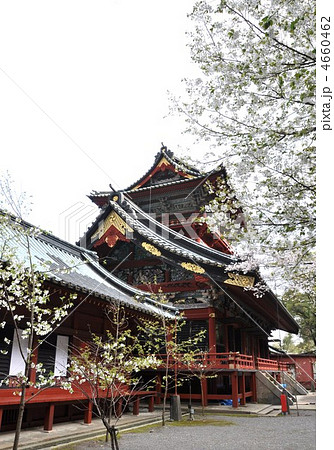 静岡浅間神社　大拝殿と桜 4660462
