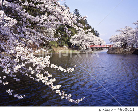 松が岬公園の桜の写真素材