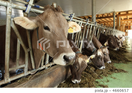 Cows feeding 4660657