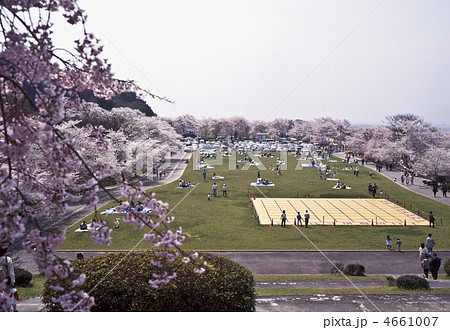 舞鶴山公園と桜 4661007