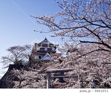 桜と涌谷城 桜と涌谷城 4661051
