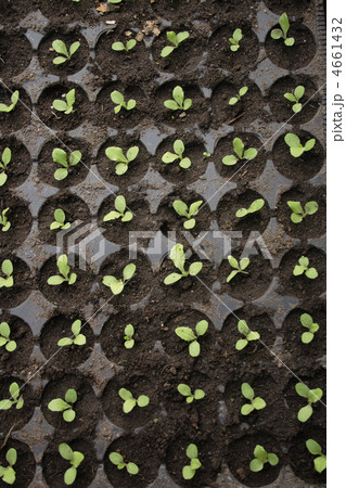 small plants 4661432