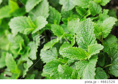 sweet mint background 4661520