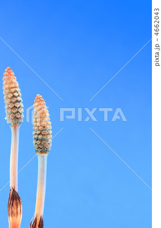 つくし つくし 4662043