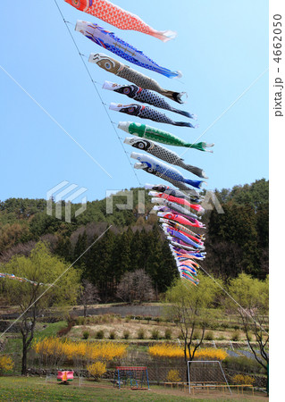 こいのぼり、南八ヶ岳花の森公園 こいのぼり、南八ヶ岳花の森公園 4662050