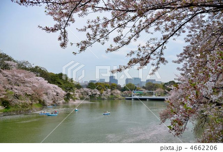 千鳥が淵の花筏 4662206