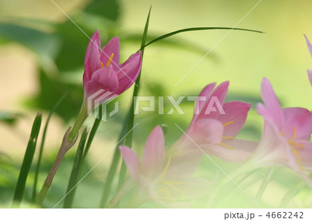 サフランモドキ 4662242