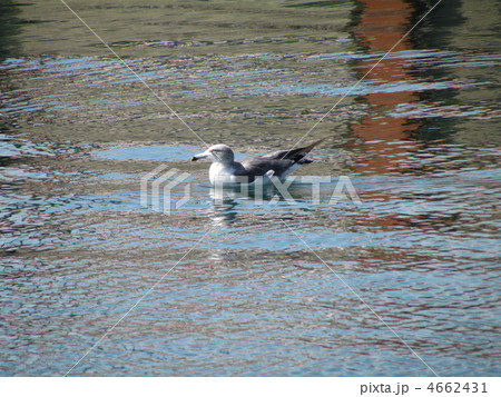 ウミネコ 4662431