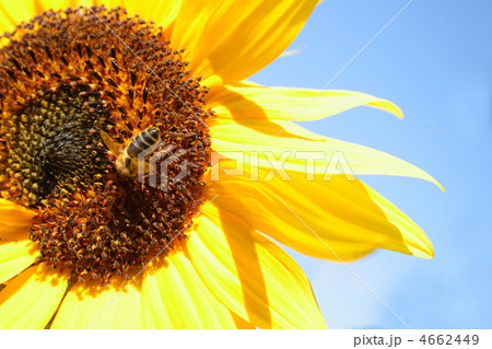 sunflower and blue sky sunflower and blue sky 4662449