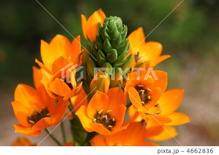 オーニンガラム 4662836