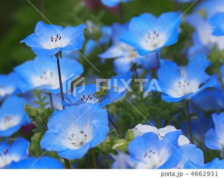 ネモフィラの青い花に憩うキリギリスの幼虫の写真素材