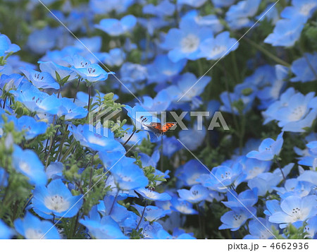 ネモフィラの青い花に憩うベニシジミの写真素材