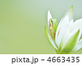4663435