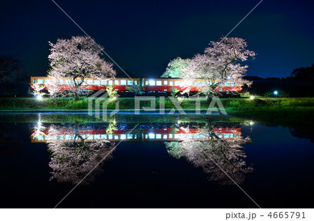 小湊鉄道 飯給駅の夜桜（ライトアップ） 4665791