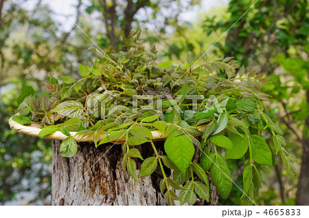 春の山菜タラ 4665833