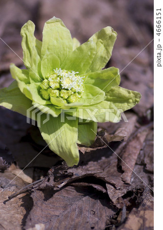 ふきのとう 4666151