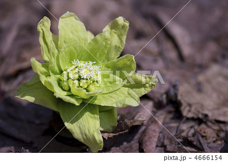 ふきのとう ふきのとう 4666154