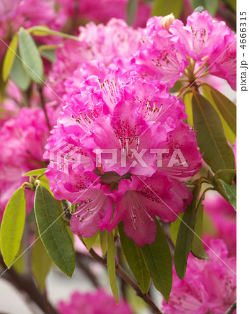 セイヨウシャクナゲ ピンク×白 セイヨウシャクナゲ ピンク×白 4666315