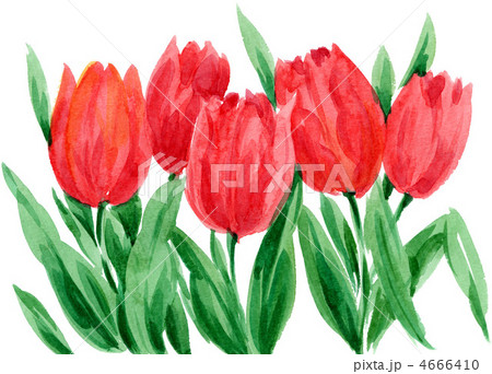 tulip12424pix 4666410