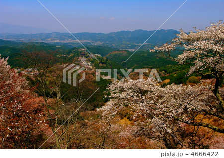 吉野千本桜 吉野千本桜 4666422