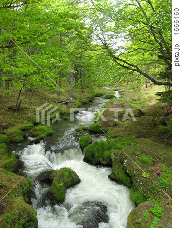 栃木県日光市 しゃくなげ橋からの湯川(6月) 栃木県日光市 しゃくなげ橋からの湯川(6月) 4666460