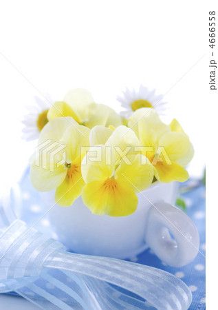 早春のイメージ 早春のイメージ 4666558