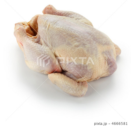 丸鶏 丸鶏 4666581