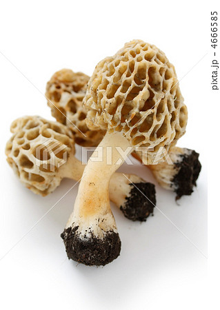 アミガサタケ アミガサタケ 4666585