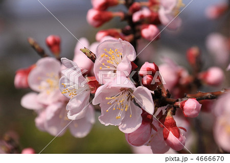 杏の花 4666670