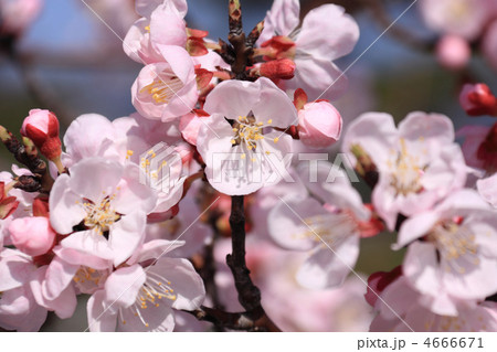 杏の花 4666671