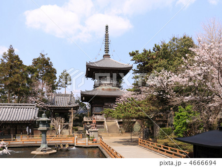 四国霊場第1番札所「霊山寺」多宝塔と桜 4666694