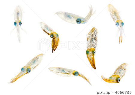 bigfin reef squid, アオリイカ 4666739