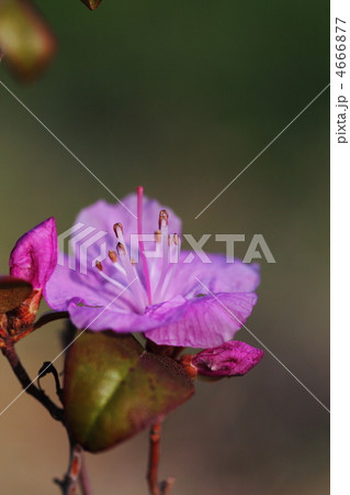 アザレア 4666877